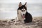 Husky lovely funny dog close up portrait on the beach.