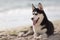 Husky lovely funny dog close up portrait on the beach.