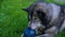 Husky lying on the grass and bites the toy, trying to get out her food