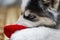 Husky is lying and nibbling red toy. Black and white color, blue eyes. Close-up portrait of dogs muzzle. Husky playing with a red