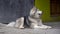 A husky lying outside of a house looking inside