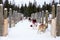 Husky and malamute cross-breed sled dogs waiting in snow covered corridor for the beginning of a race