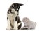 Husky malamute puppy sitting and looking at a kitten