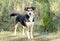 Husky mix breed dog with blue eyes outside on leash