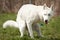 Husky with pooping in a dog park