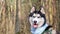 Husky portrait. A dog with blue eyes and a blue scarf. Husky in the forest. Dog muzzle close-up. The Siberian Husky