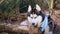 Husky portrait. A dog with blue eyes and a blue scarf. Husky in the forest. Dog muzzle close-up. The Siberian Husky