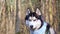 Husky portrait. A dog with blue eyes and a blue scarf. Husky in the forest. Dog muzzle close-up. The Siberian Husky