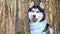 Husky portrait. A dog with blue eyes and a blue scarf. Husky in the forest. Dog muzzle close-up. The Siberian Husky