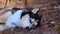 Husky portrait. A dog with blue eyes and a blue scarf. Husky in the forest lies on the ground and rests. Dog muzzle