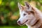 Husky profile portraiture.