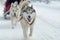 husky pulling sleigh in snow race, icy breath visible