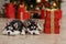 Husky Puppies black and white Christmas trees are in