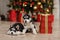 Husky Puppies black and white Christmas trees are in