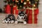 Husky Puppies black and white Christmas trees are in