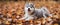 Husky puppies play with leaves in the autumn park