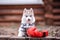 A husky puppy aged 2 months and red boxing gloves.