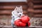 A husky puppy aged 2 months and red boxing gloves.