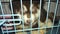 Husky puppy in the cage