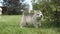 Husky puppy chews a bush and goes to the camera