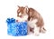Husky puppy with colorful gift box, on white background