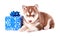 Husky puppy with colorful gift box, on white background