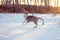 Ð husky puppy enjoys the snow