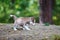 Husky puppy in a forest