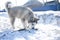 Husky puppy, gray, SIBERIAN, play, dog, blue eyes, fluffy