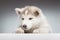 Husky puppy head closeup