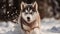 A husky puppy playing in the snow created with Generative AI