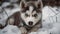 A husky puppy playing in the snow created with Generative AI