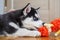 Husky puppy playing with toy. Little dog at home in a room playing with his toys