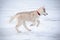 Husky puppy runs snow