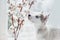 Husky puppy sniffs cotton branches