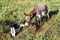 Husky puppy sniffs donkey