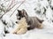 Husky puppy in a winter forest