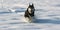 husky running pictures