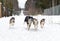 Husky running in winter