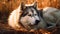 Husky\\\'s Serene Contentment, Made with Generative AI