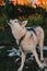 Husky sheds hair, combed and happy dog resting on the street. Howling Siberian Husky chained