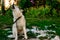 Husky sheds hair, combed and happy dog resting on the street. Howling Siberian Husky chained