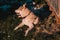 Husky sheds hair, combed and happy dog resting on the street. Siberian Husky lies near his enclosure chained to his collar