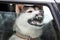 Husky sled dog in car, travel pet