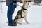 Husky sled dog and owner friendship, winter background