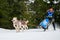 Husky sled dog racing. Musher falls off sled