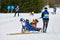 Husky sled dog racing. Musher falls off sled