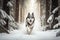 husky sled dog running through snow-covered forest