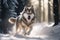 husky sled dog running through snowy forest, with its furry coat and feathery tail visible