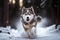 husky sled dog running through snowy forest, with its furry coat and feathery tail visible